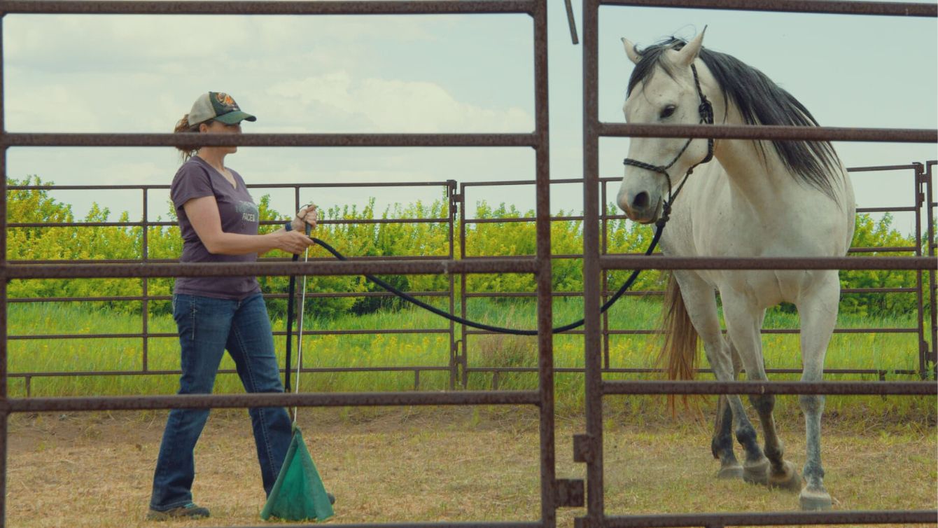 The Round Pen